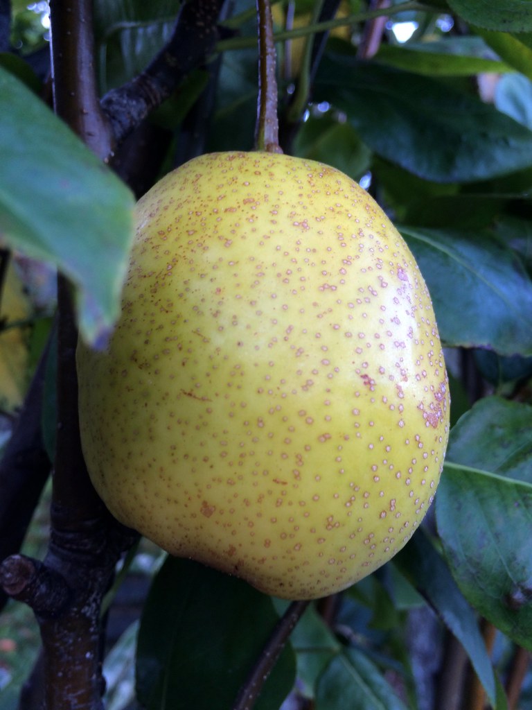 Как сажать, поливать грушу осенью в открытом грунте: советы по саженцам