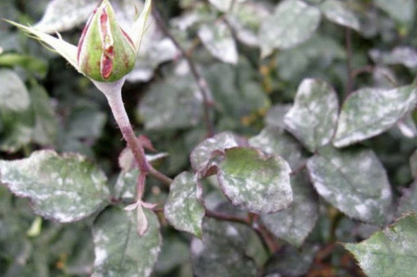 Чернеют черенки и листья у роз: чем лечить комнатные сорта и при укоренении