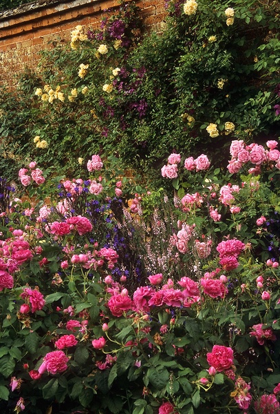 Плетистая роза не цветёт в саду: что делать, как вылечить, советы