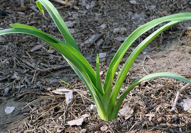 Размножение лилейников делением куста весной: как сделать в домашних условиях
