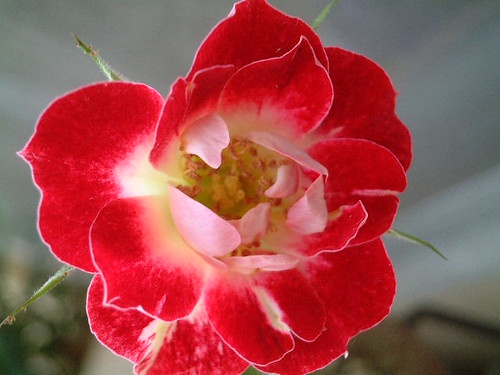 Цветы маленьких роз в саду: как правильно называются мелкие сорта