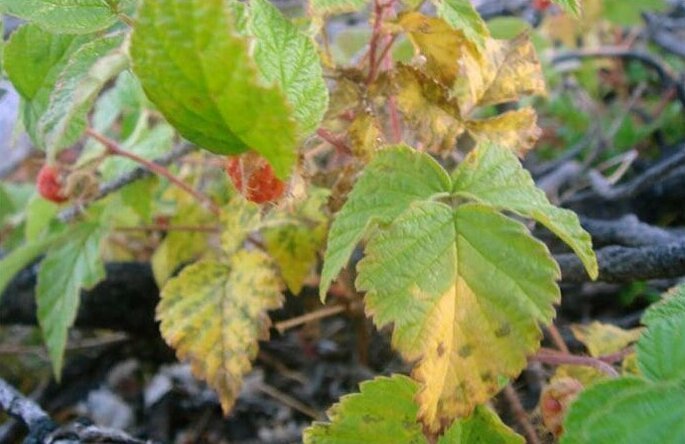 Хлороз листьев малины и что делать с нехваткой железа: лечение весной и летом