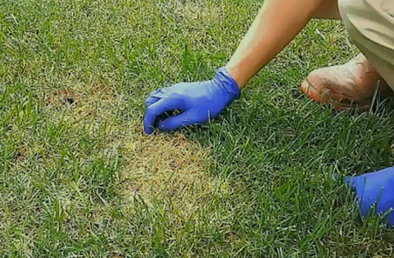 Болезни газонной травы: почему растет кругами и появляются грибы