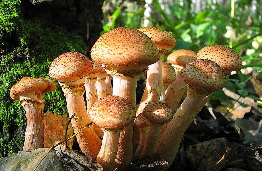 Когда собирать грибы опята – открытие грибного сезона осенью