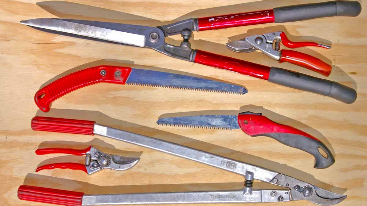 Правильно обрезанная яблоня: чем обрезать, список инструментов