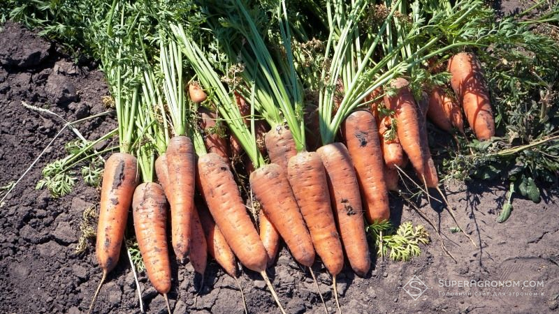 Инсектицид Корадо от тли, луковой и морковной мухи: инструкция по применению