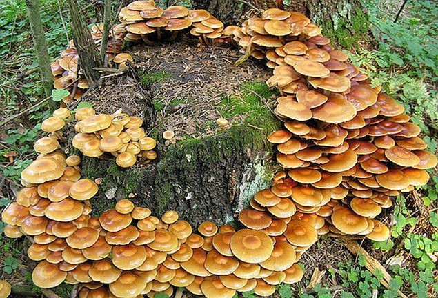 Когда собирать грибы опята – открытие грибного сезона осенью