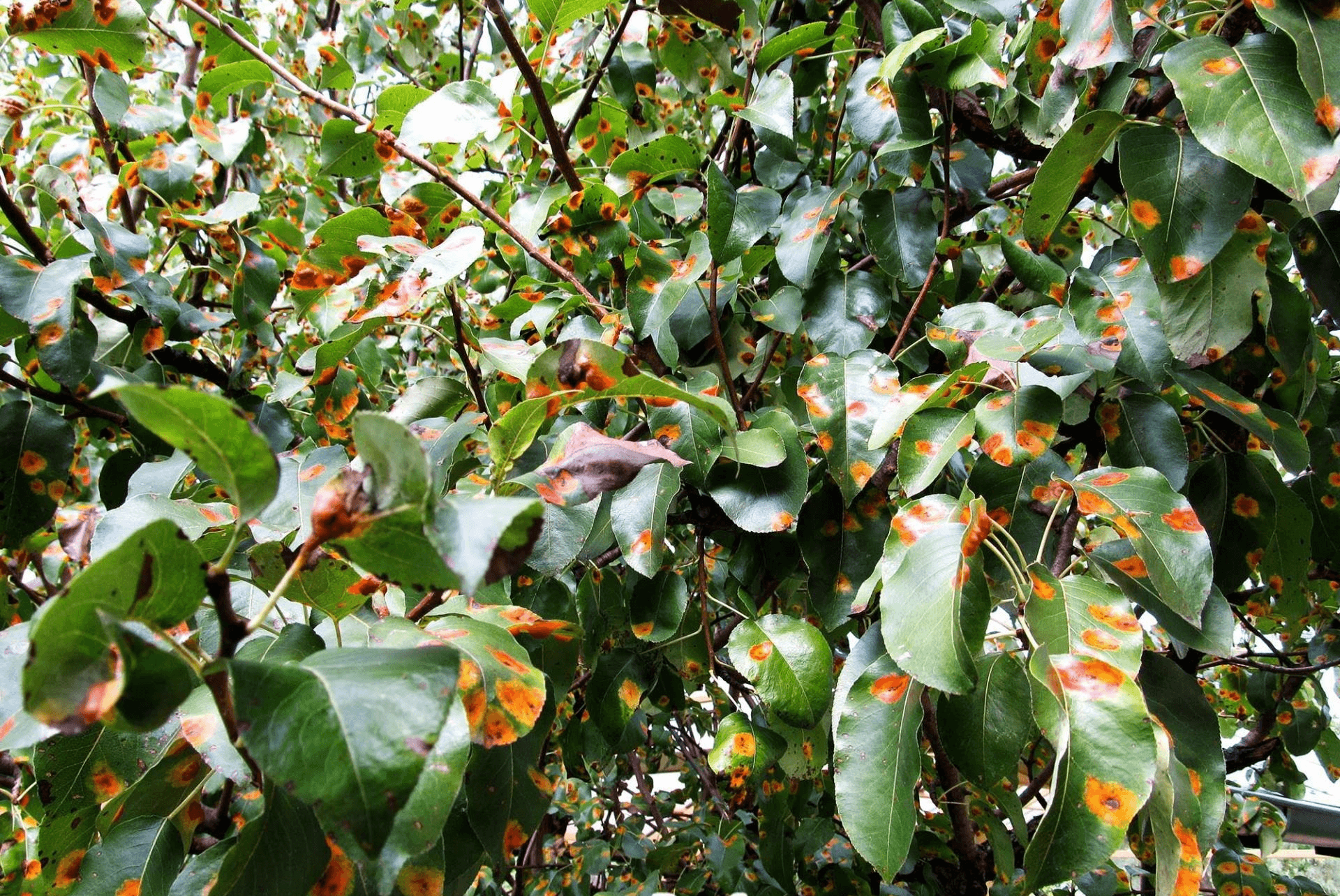 На листьях яблони красные выпуклые пятна: что это за болезнь, как лечить