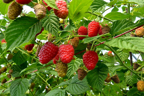 Удобрение для плодово-ягодных культур: чем подкормить смородину, крыжовник, малину