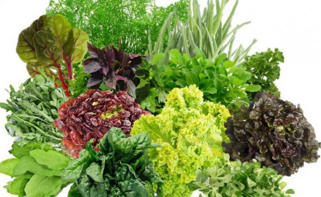 Узнайте о том, как сохранить зелень без холодильника свежей