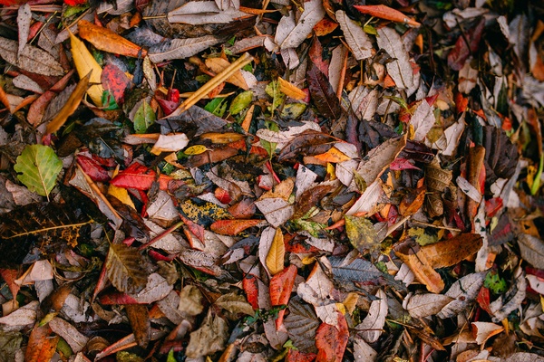 Опавшие листья осенью: что с ними делать, как утилизировать, как использовать на огороде