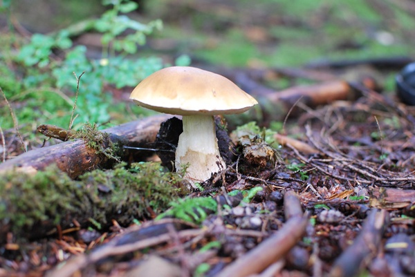 Как приготовить маринованные грибы – рецепты вкусных маринадов для грибов
