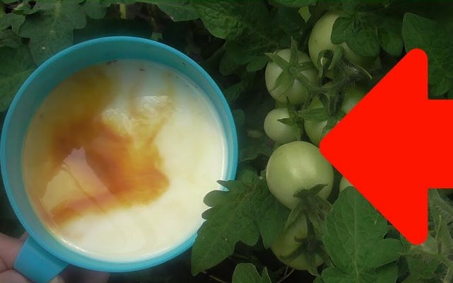 Молоко, йод для огурцов и томатов: полив в теплице и дозировка