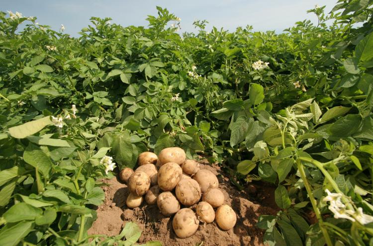 Картошка 40-дневка: сколько растет, описание сорта ранней картошки