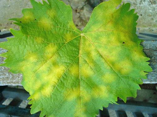 Светло-зеленые листья у винограда и чем подкормить: причины, лечение, список подкормок