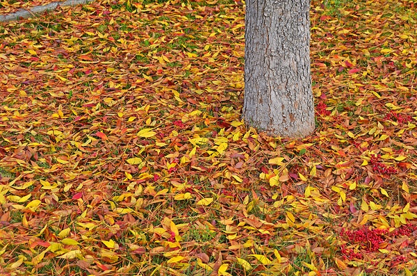 Опавшие листья осенью: что с ними делать, как утилизировать, как использовать на огороде