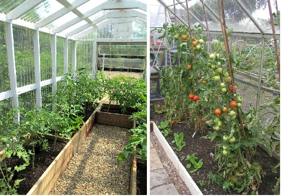Особенности выращивания овощей в теплице: что и как растить?