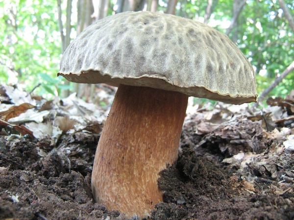 Как правильно закрывать грибы, чтобы они были вкусными? Технология консервирования грибов