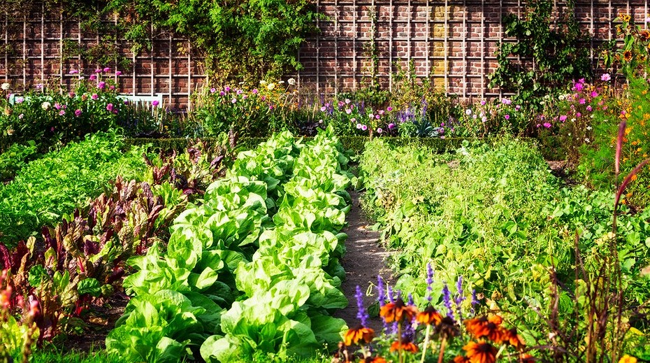 Какие удобрения нужны для огорода и сада? Виды и химические составы