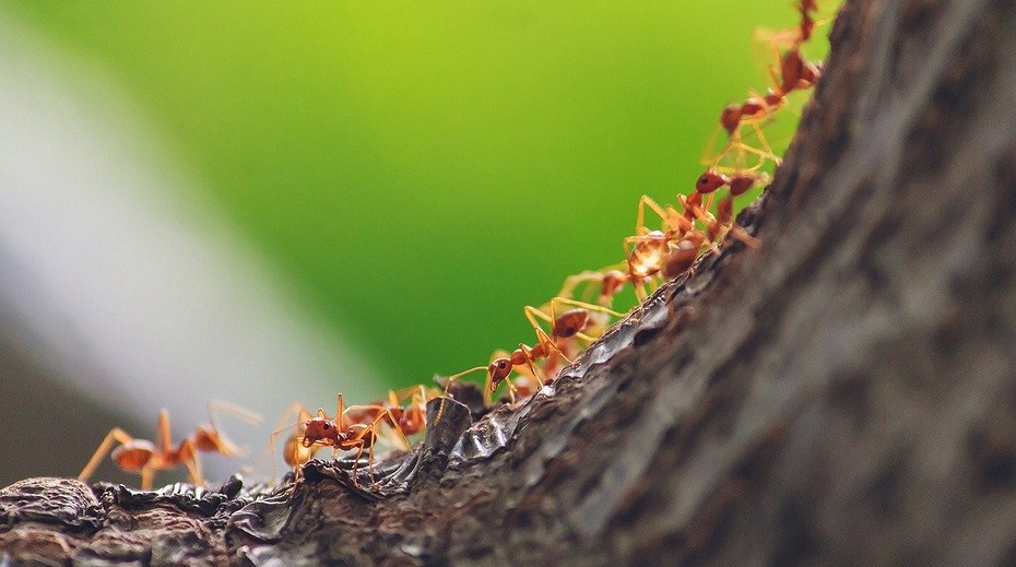 Народные средства от муравьев в теплице: как избавиться от них навсегда