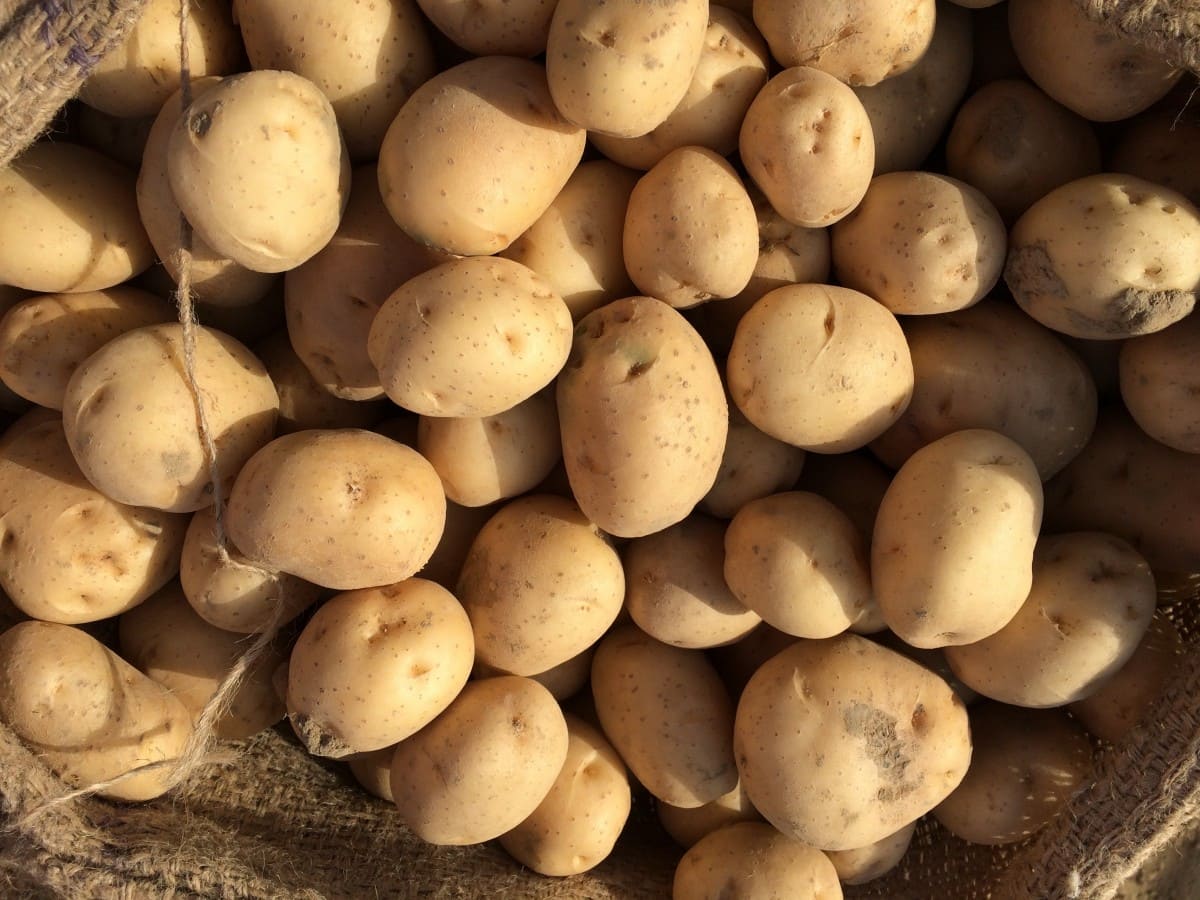 Картошка 40-дневка: сколько растет, описание сорта ранней картошки