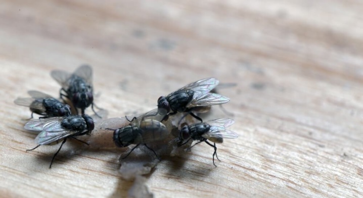 Как избавиться от насекомых в доме: чем потравить комаров и мух