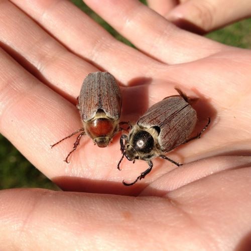 Майские жуки: почему летают только в мае и куда деваются потом?