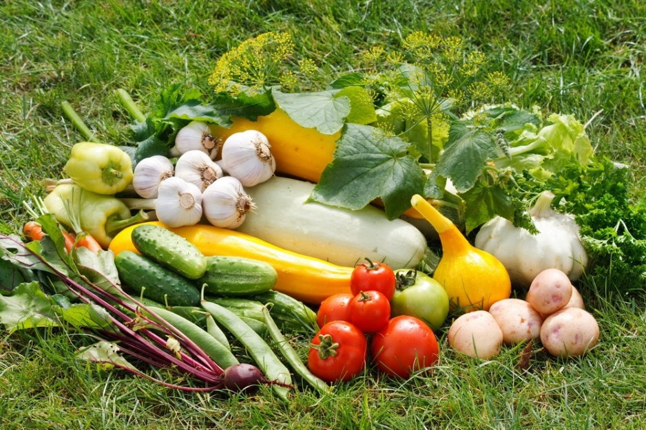 Какие удобрения нужны для огорода и сада? Виды и химические составы