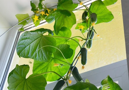 Какие овощи можно вырастить в квартире: помидоры и огурцы на балконе
