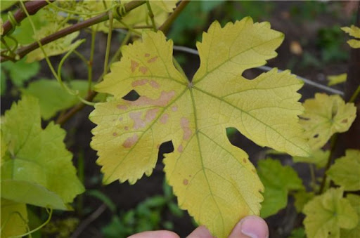Светло-зеленые листья у винограда и чем подкормить: причины, лечение, список подкормок
