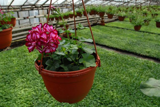 Цветы в подвесных горшках: какие растения можно посадить в подвесное кашло