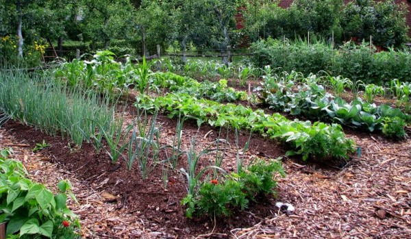 Огород на маленьком участке: как все разместить и совместить с садом