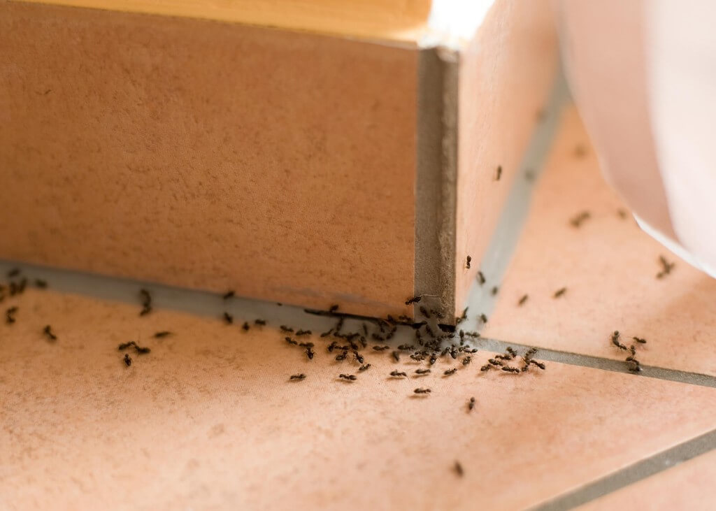 Крылатые летающие муравьи: фото, как избавиться, опасны ли для человека