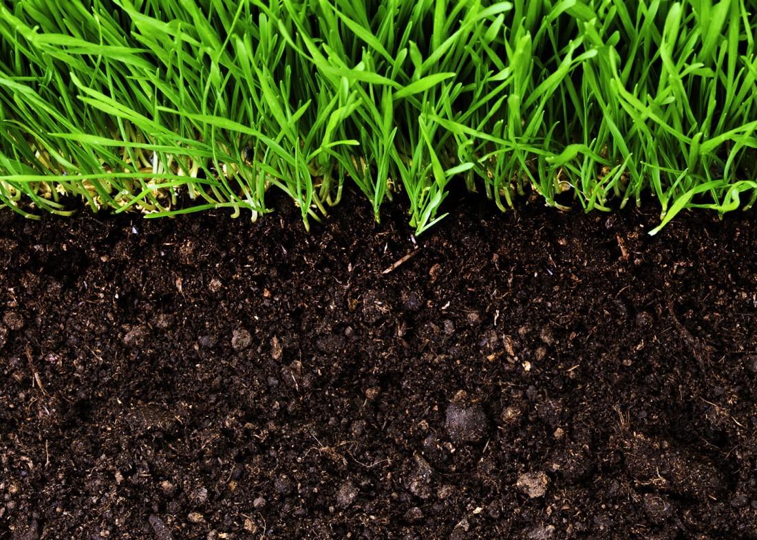 Интересные факты про почву: откуда возникла и для чего нужна