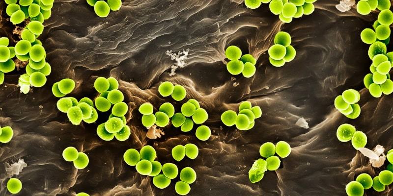 Какие бактерии обитают в почве: фото, названия представителей, повышающих плодородие