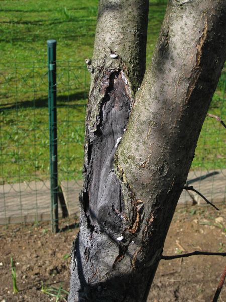 Чернеют ветки у яблони: почему появляется черный налет на деревьях
