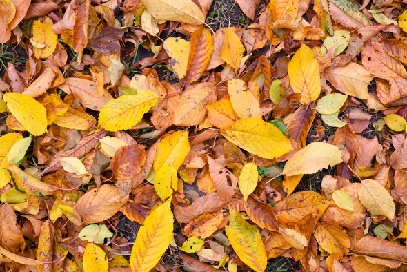 Зачем осенью собирают опавшие листья? Почему их нельзя сжигать?