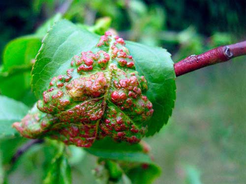 Курчавость листьев персика: меры борьбы, обработка дерева, лечение болезни