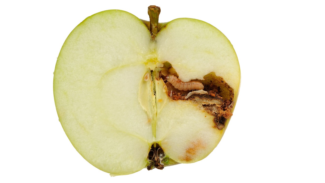 Основные причины, по которым яблоки портятся и темнеют внутри (фото)