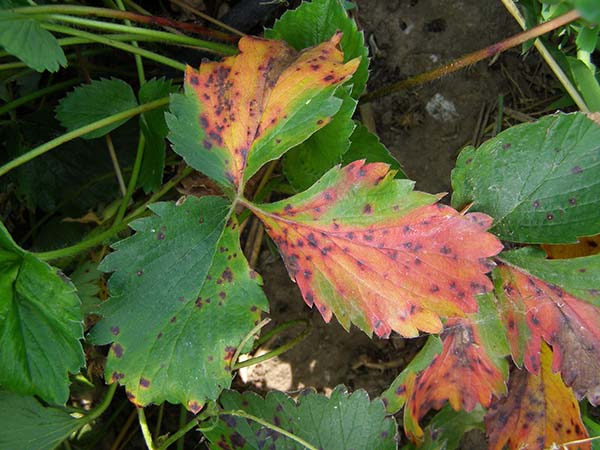 Красные листья на клубнике: причина, чем лечить? Обзор самых распространенных причин