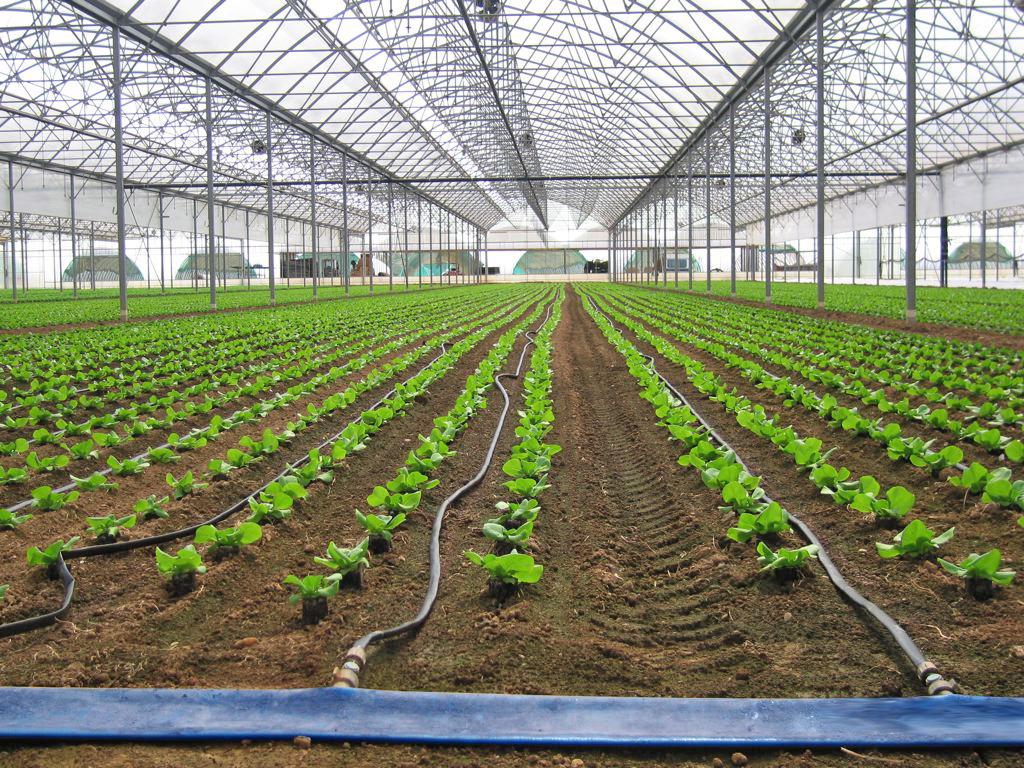 Удобрение через капельный полив: как правильно подкармливать растения