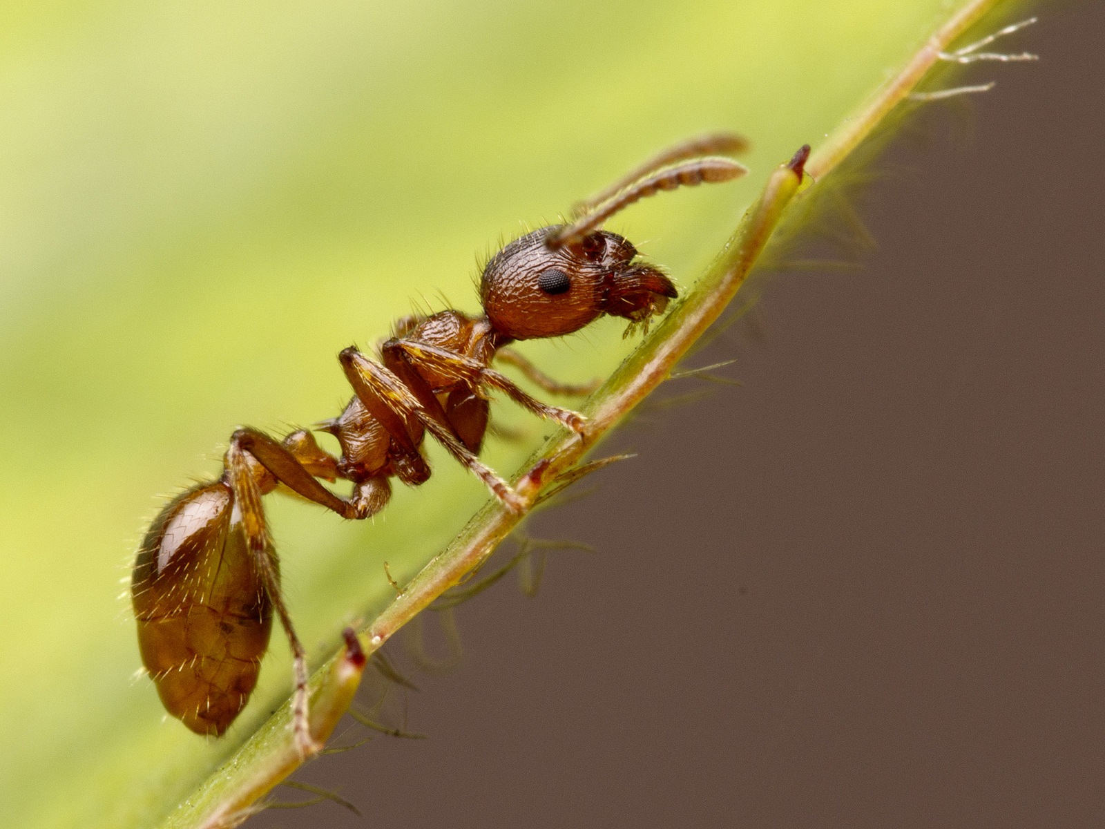 Муравьин – средство от муравьев. Инструкция по правильному использованию