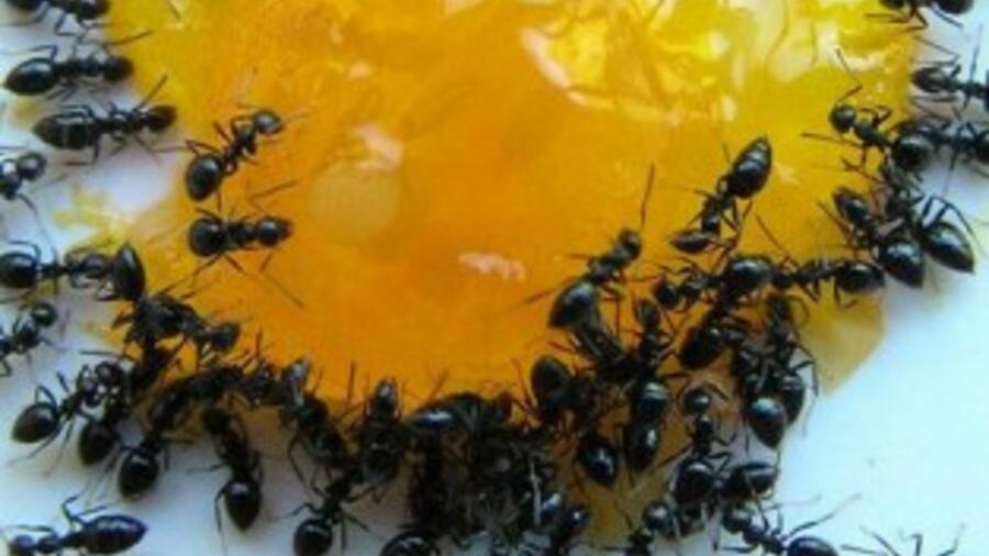 Самые эффективные средства от муравьев: инсектициды от насекомых в квартире