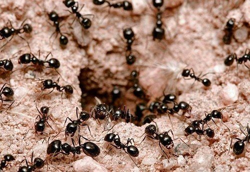 Безопасное средство от муравьев: эффективный шприц от насекомых