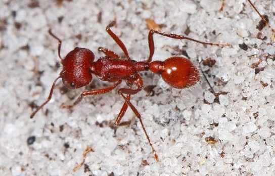 Какие муравьи полезны для сада и огорода – существуют ли такие?