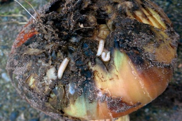 Червяки и насекомые в чесноке: что делать с вредителями урожая
