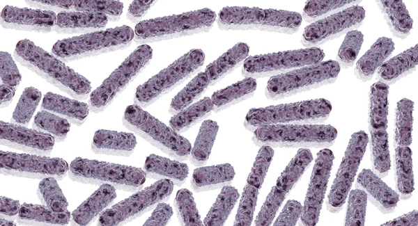 Сенная палочка: фото под микроскопом, строение бактерии, польза
