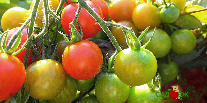 Как ускорить дозревание болгарского перца и помидоров в домашних условиях