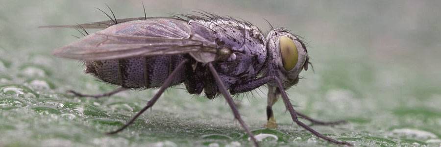Минирующая муха на огурцах и томатах: фото, виды, меры борьбы