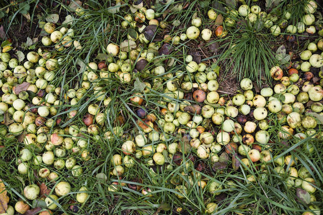 Перегной из яблок: можно ли удобрять огород гнилыми яблоками